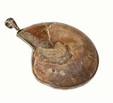 Handcrafted Beautiful Natural Fossilized Real Ammonite Creatures Pendant OB