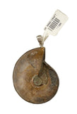 Handcrafted Beautiful Natural Fossilized Real Ammonite Creatures Pendant OA